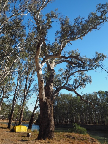River red gums by the Murray River- Police Paddocks.
