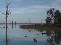 Black swan- Murray River.