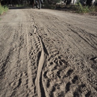 Perentie tracks leading right to the Muru!