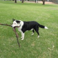Murray the multiple stick fetching dog!