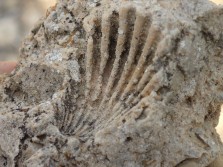 Fossils, evidence of the once inland sea.