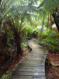 Mait's Rainforest Walk